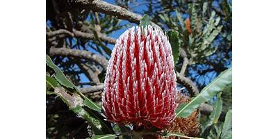 Representative image of Banksia Grove