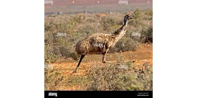 Representative image of Emu Plains