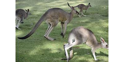 Representative image of Kangaroo Ground