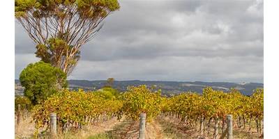 Representative image of Mclaren Vale