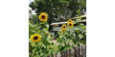 The Rainforest School