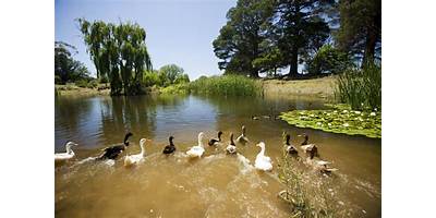 Representative image of Riddells Creek
