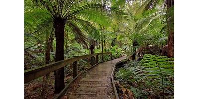 Representative image of Toolangi