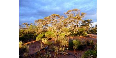 Representative image of Waikerie
